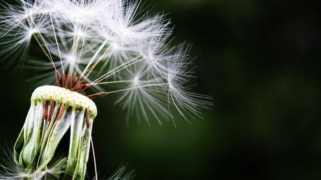 Lutter contre les allergies grâce à la quercetine