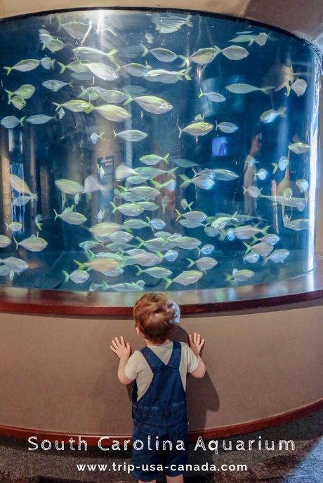 aquarium charleston