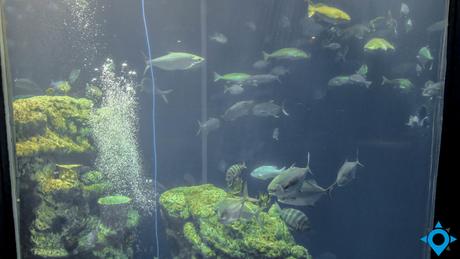 south aquarium charleston
