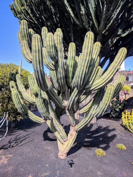 Lanzarote - Jardin de cactus.