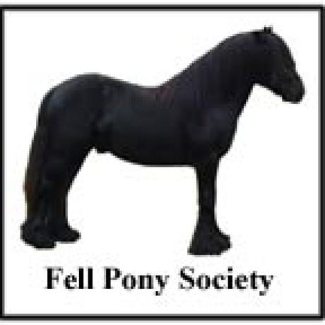 Fell Pony