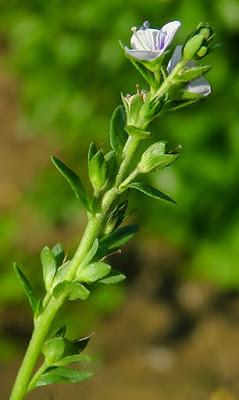 Véronique à feuilles de serpolet (Veronica serpyllifolia)