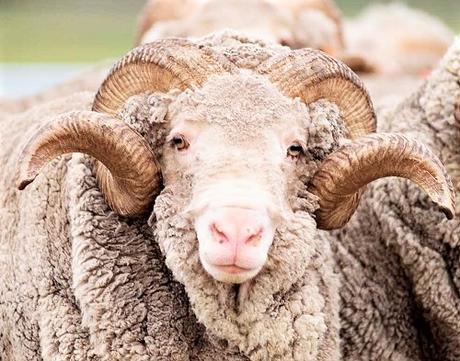La laine mérinos issue des moutons La laine mérinos issue des moutons