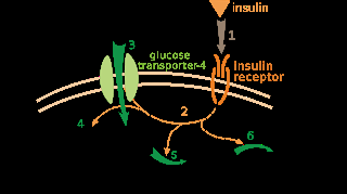 #thelancetendocrinologyandmetabolism #insuline #insulineperos #insulineglargine Efficacité et innocuité de l’insuline administrée per os versus insuline glargine administrée par voie sous-cutanée : essai de phase 2 randomisé, en double-aveugle