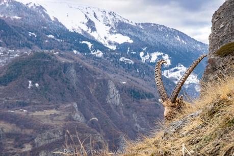 Mes solutions à vos problèmes de photo animalière #2 – Réglages photo basiques