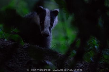 Mes solutions à vos problèmes de photo animalière #2 – Réglages photo basiques