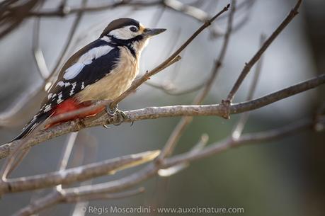 Mes solutions à vos problèmes de photo animalière #2 – Réglages photo basiques