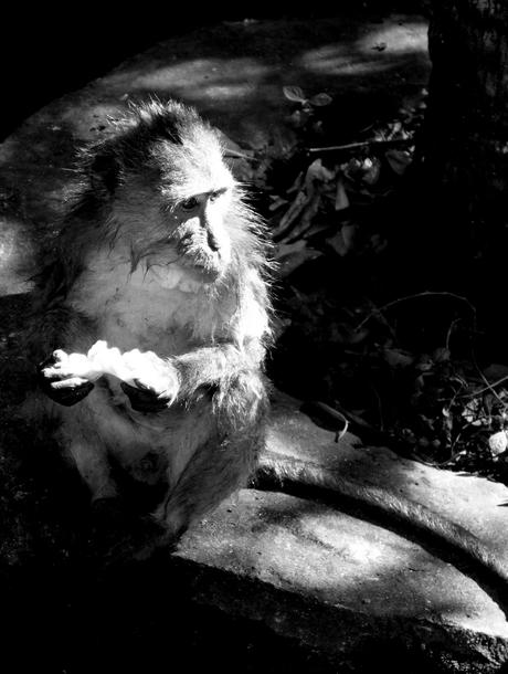 Indonésie - jour 1 - 51 - Ubud - La forêt des singes