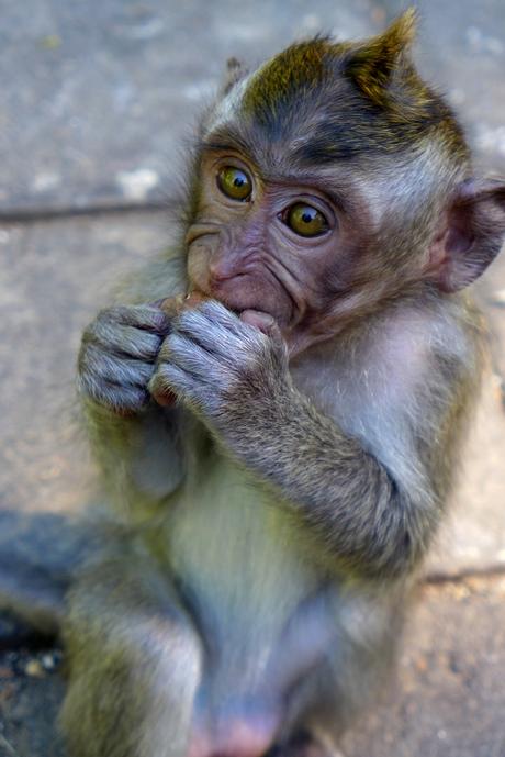 Indonésie - jour 1 - 42 - Ubud - La forêt des singes