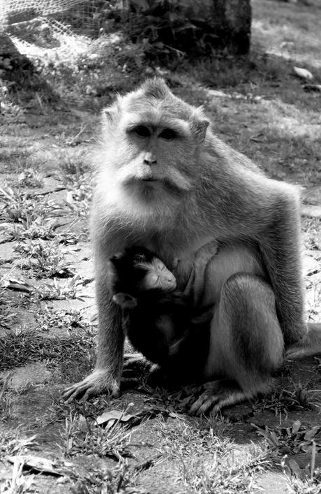 Indonésie - jour 1 - 44 - Ubud - La forêt des singes