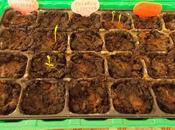 premiers semis légumes d'été commencent sortir