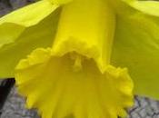 jaune couleur janvier