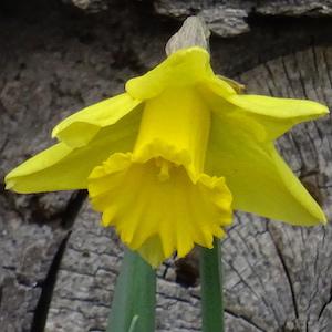 Le jaune est la couleur de janvier