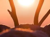 Aïlo odyssée Laponie, infos film réalisé français Guillaume Maidatchevsky raconté chanteur Aldebert