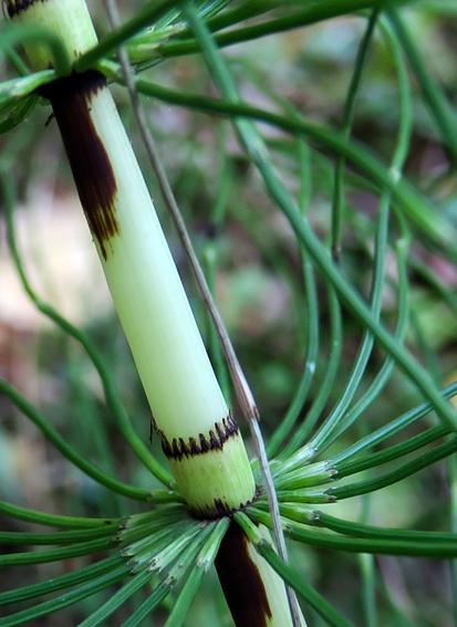 Prêle géante (Equisetum telmateia)