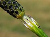 Prêle marais (Equisetum palustre)