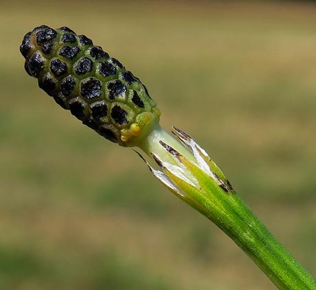 Prêle des marais (Equisetum palustre)
