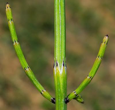 Prêle des marais (Equisetum palustre)