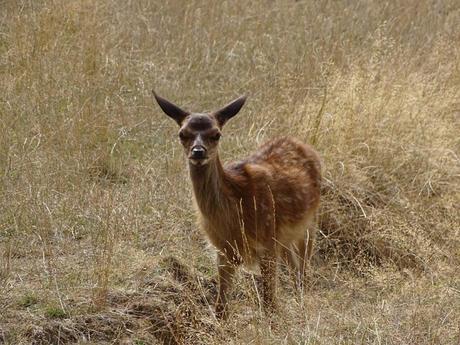 La France - La Sologne 2