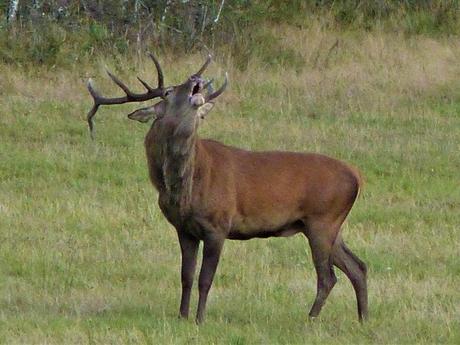 La France - La Sologne 2