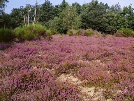 La France - La Sologne 2