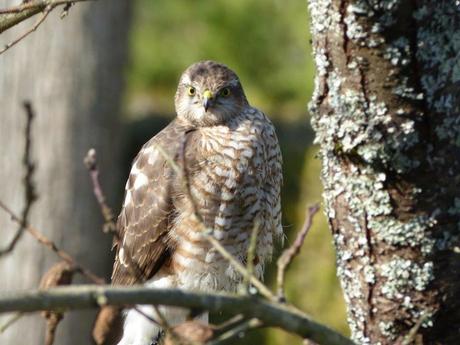 La France - La Sologne 2
