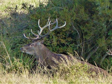 La France - La Sologne 2
