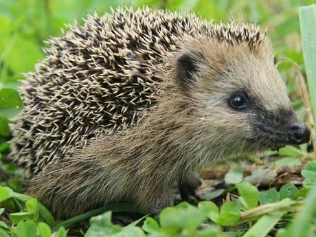 La France - La Sologne 2