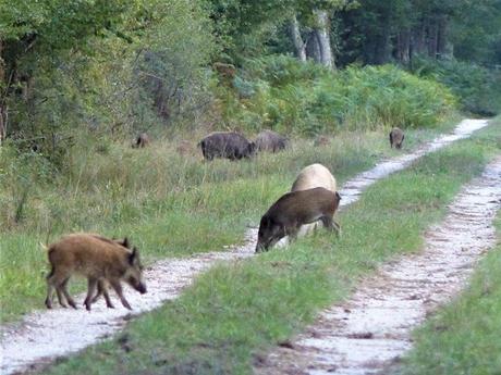 La France - La Sologne 2