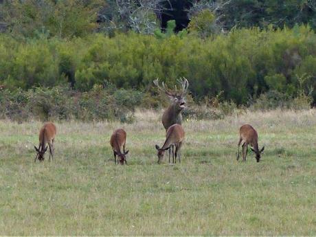 La France - La Sologne 2