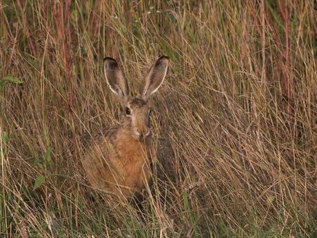 La France - La Sologne 2