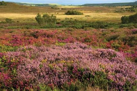 Le Retour au pays natal - Thomas Hardy Le Retour au pays natal - Thomas Hardy