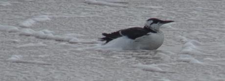 Un guillemot en hiver ?