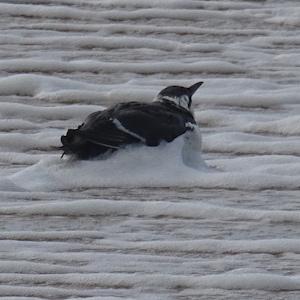 Un guillemot en hiver ?