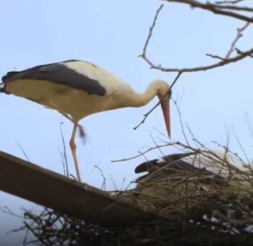 Divers - Les Cigognes