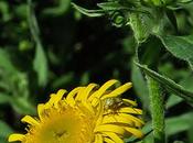 Inule fleuves (Inula britannica)