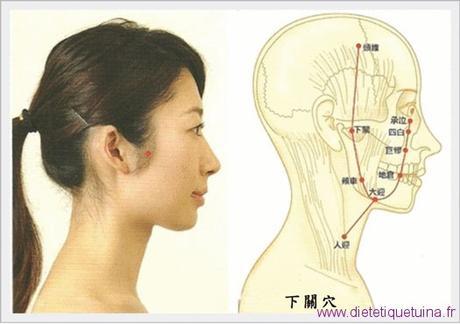 Le point Xia Guan du méridien de l’estomac (7E)