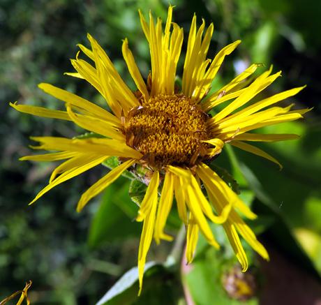 Inule grande aunée (Inula helenium) Inule grande aunée (Inula helenium)