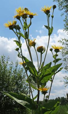 Inule grande aunée (Inula helenium) Inule grande aunée (Inula helenium)