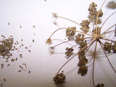 Alors ça germe ? Alors ça germe ?