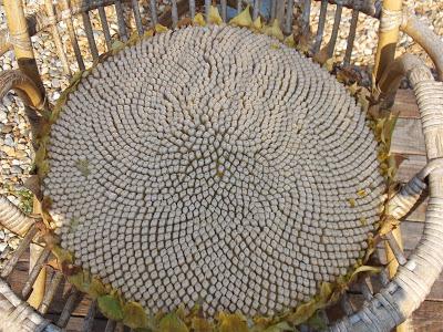 Alors ça germe ? Alors ça germe ?