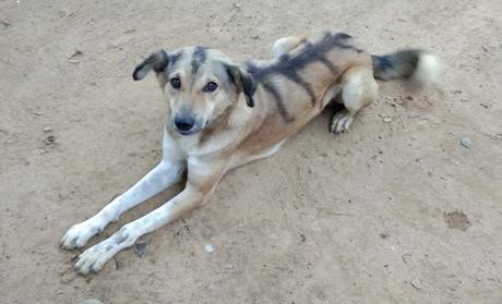 Une journée de petits bonheurs au temple de Embilipitiya