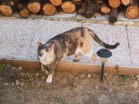 photos,animaux,chats,voyages,loisirs