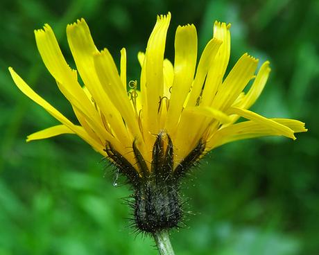 Crépis des marais (Crepis paludosa)