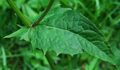 Crépis des marais (Crepis paludosa)