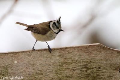 La mésange huppée du jardin