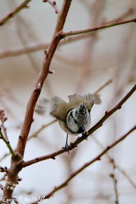 La mésange huppée du jardin