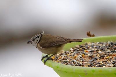 La mésange huppée du jardin La mésange huppée du jardin