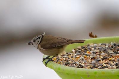 La mésange huppée du jardin