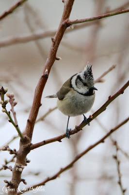 La mésange huppée du jardin